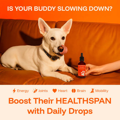 The Science-Backed Protocol to Boost Dog Health Span