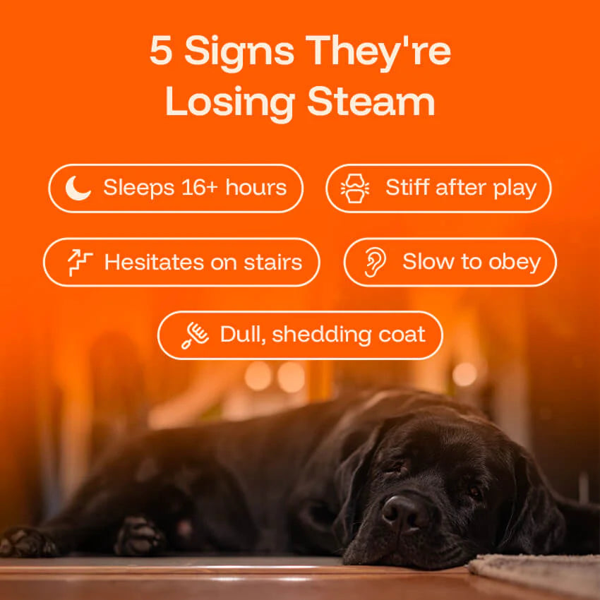 The Science-Backed Protocol to Boost Dog Health Span