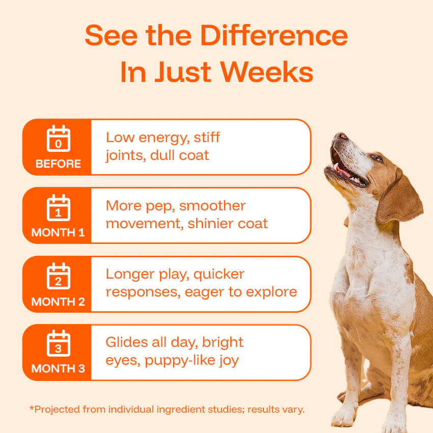 The Science-Backed Protocol to Boost Dog Health Span