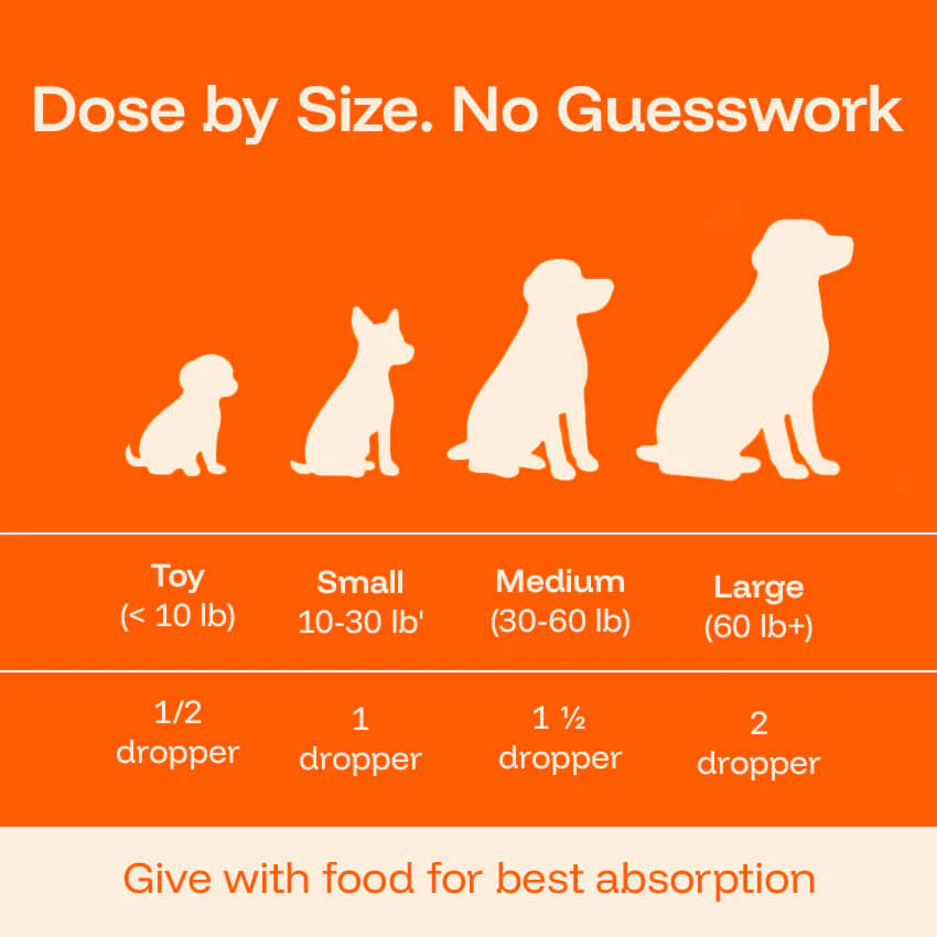 The Science-Backed Protocol to Boost Dog Health Span