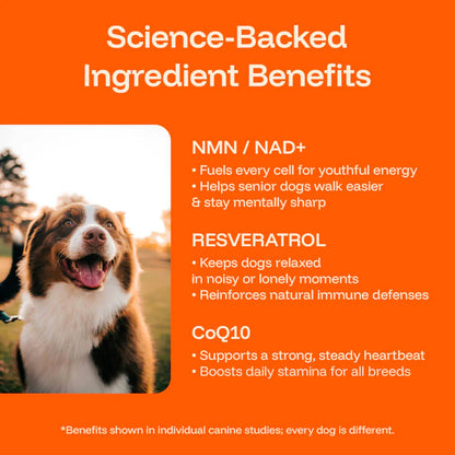 The Science-Backed Protocol to Boost Dog Health Span