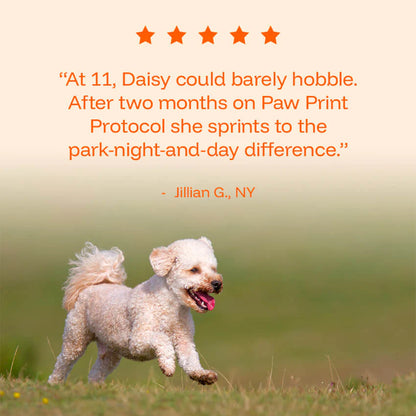 The Science-Backed Protocol to Boost Dog Health Span