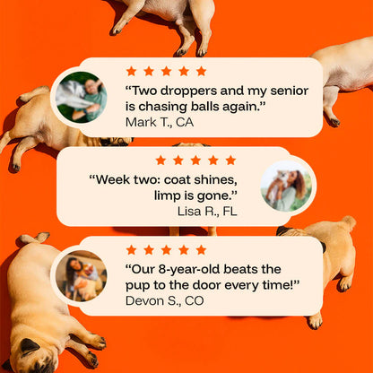 The Science-Backed Protocol to Boost Dog Health Span